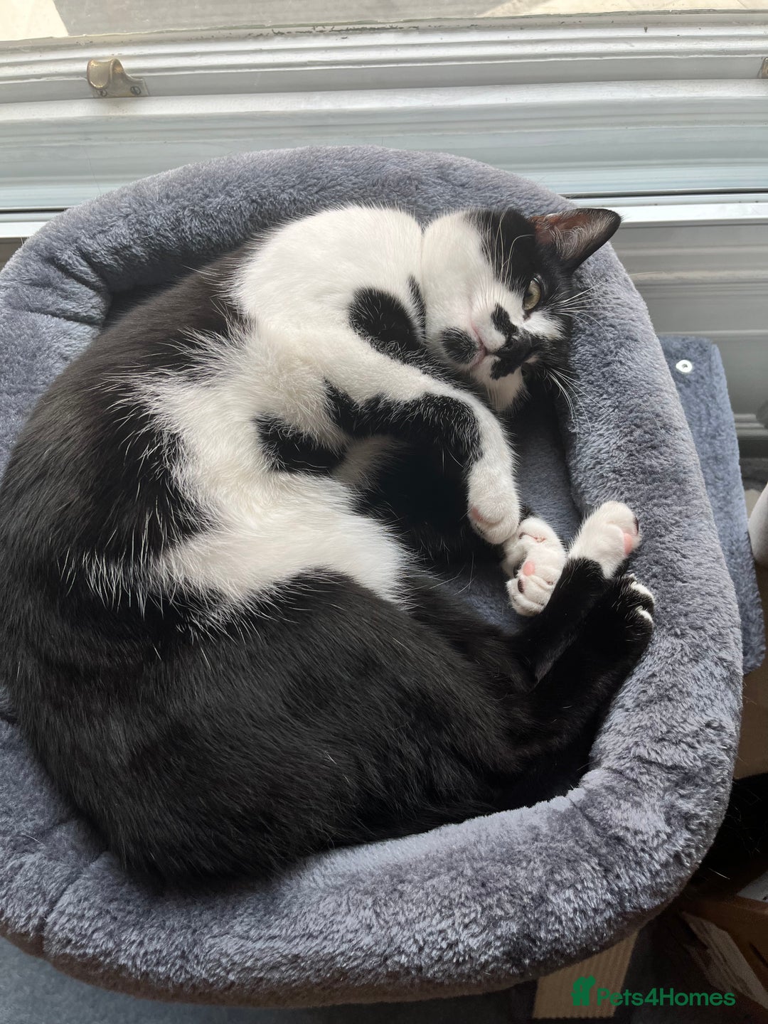 Domestic Shorthair cats for sale: Zuko needs new home. - Image 4