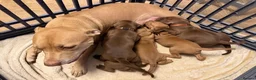Mixed Breed dogs for sale: Cute puppy Oscar - Advert 1
