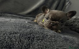 French Bulldog dogs for sale: KC Fluffy Carriers Isabella French Bulldogs puppy - Image 20
