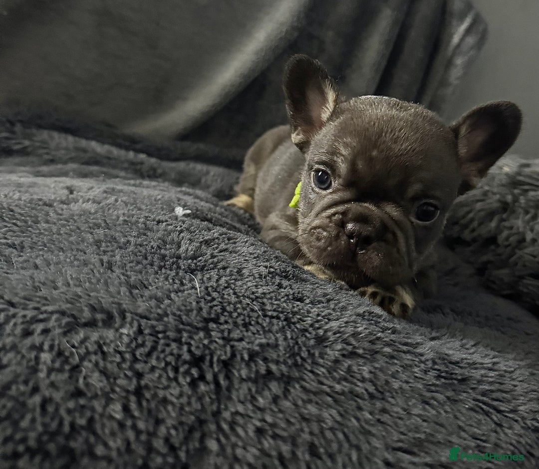 French Bulldog dogs for sale: KC Fluffy Carriers Isabella French Bulldogs puppy - Image 20
