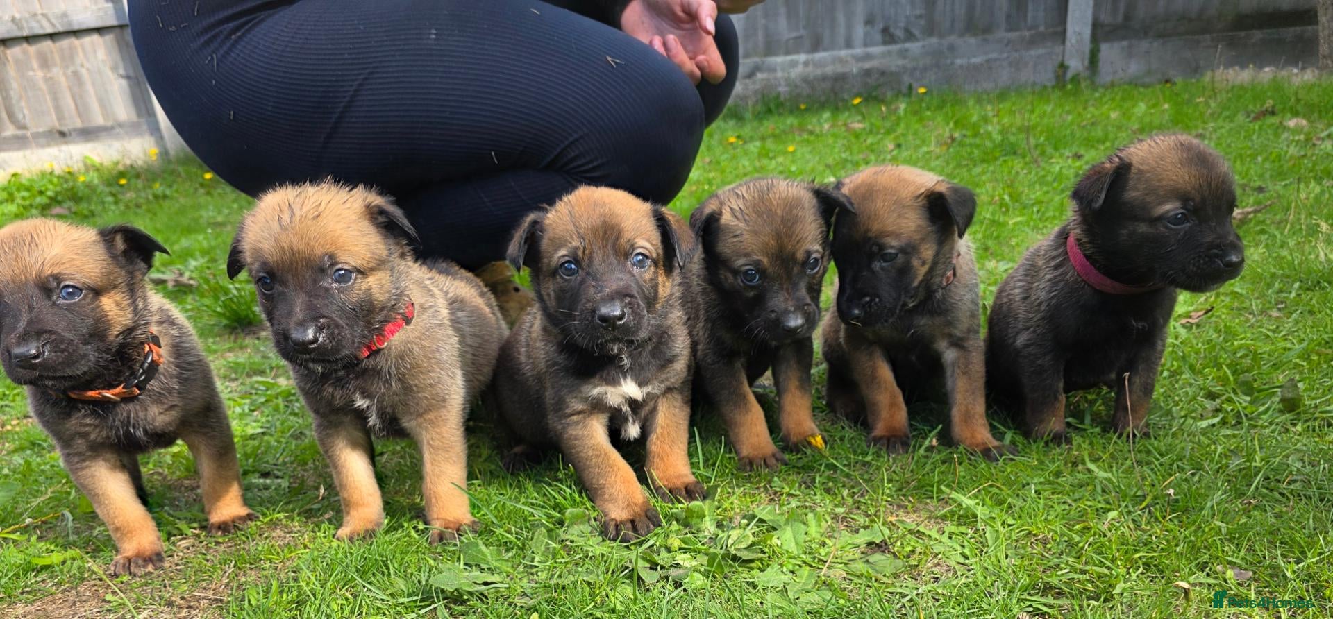 Belgian Shepherd Dog dogs 🔥🔥LAMPAK9 🇧🇪  Belgian Malinois 🔥🔥 - Advert 2