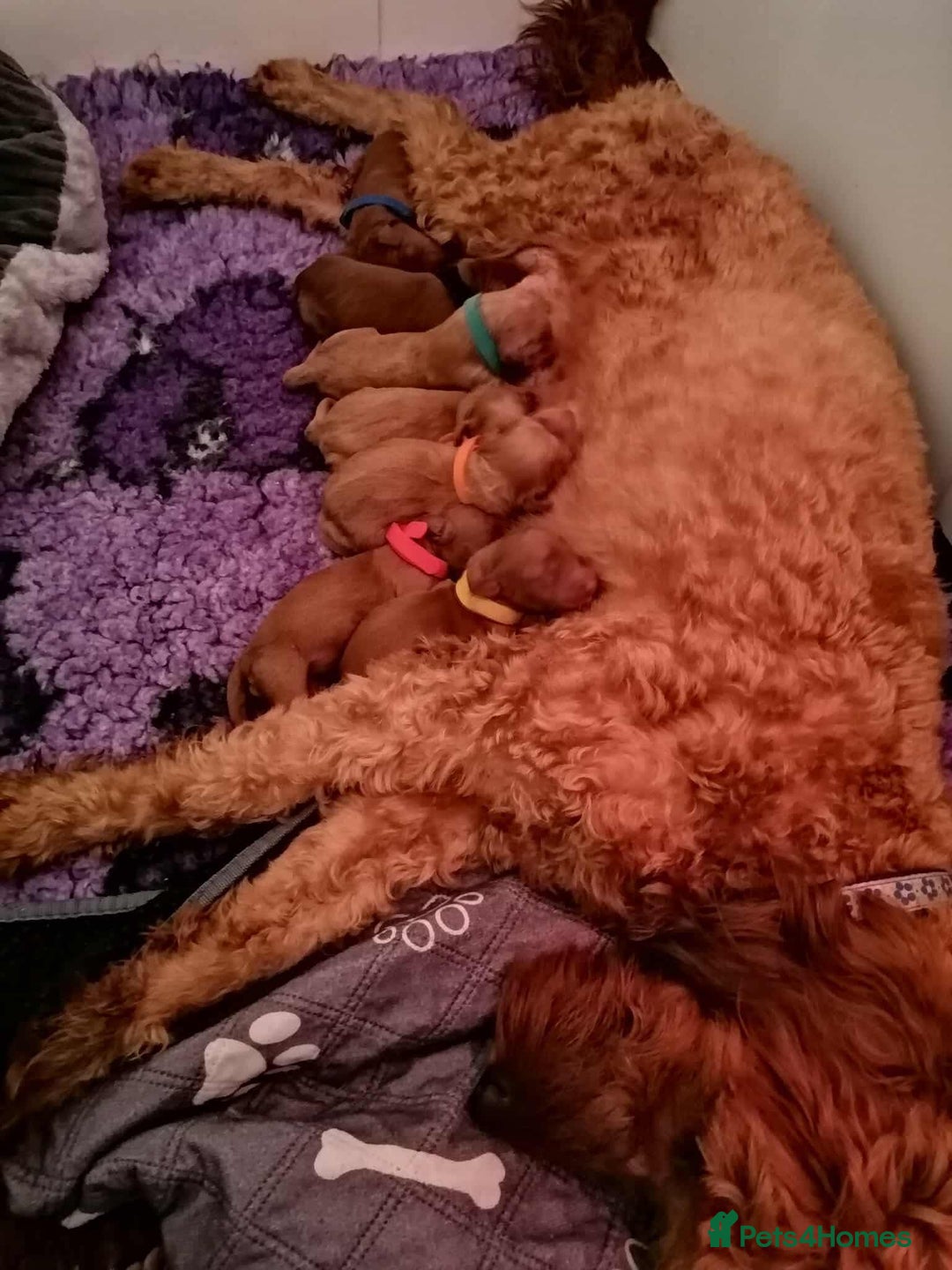 Mixed Breed dogs for sale: Stunning multigenerational golden Irish doodles  - Image 8