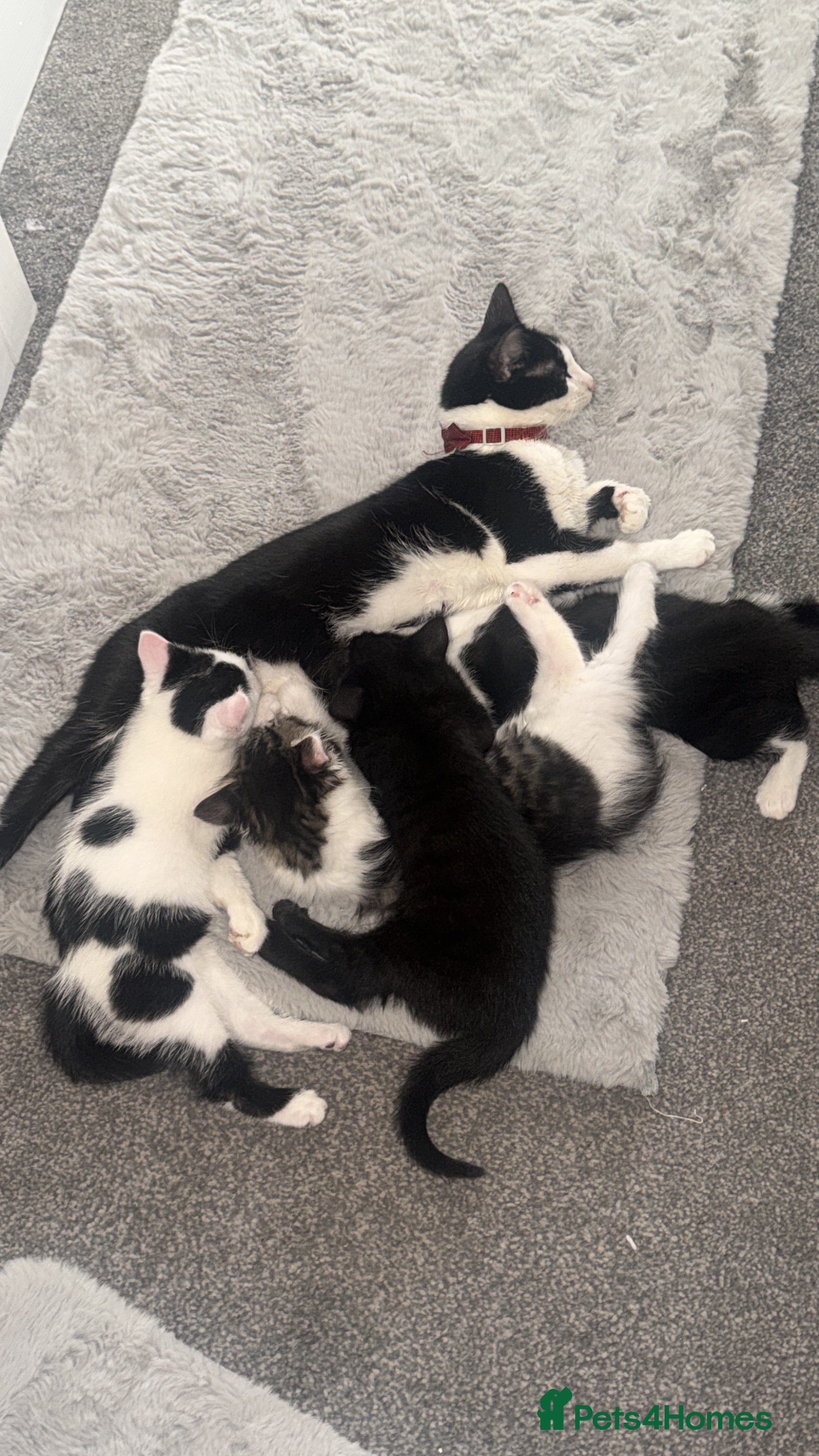 Mixed Breed cats Kitten for sale  - Advert 7