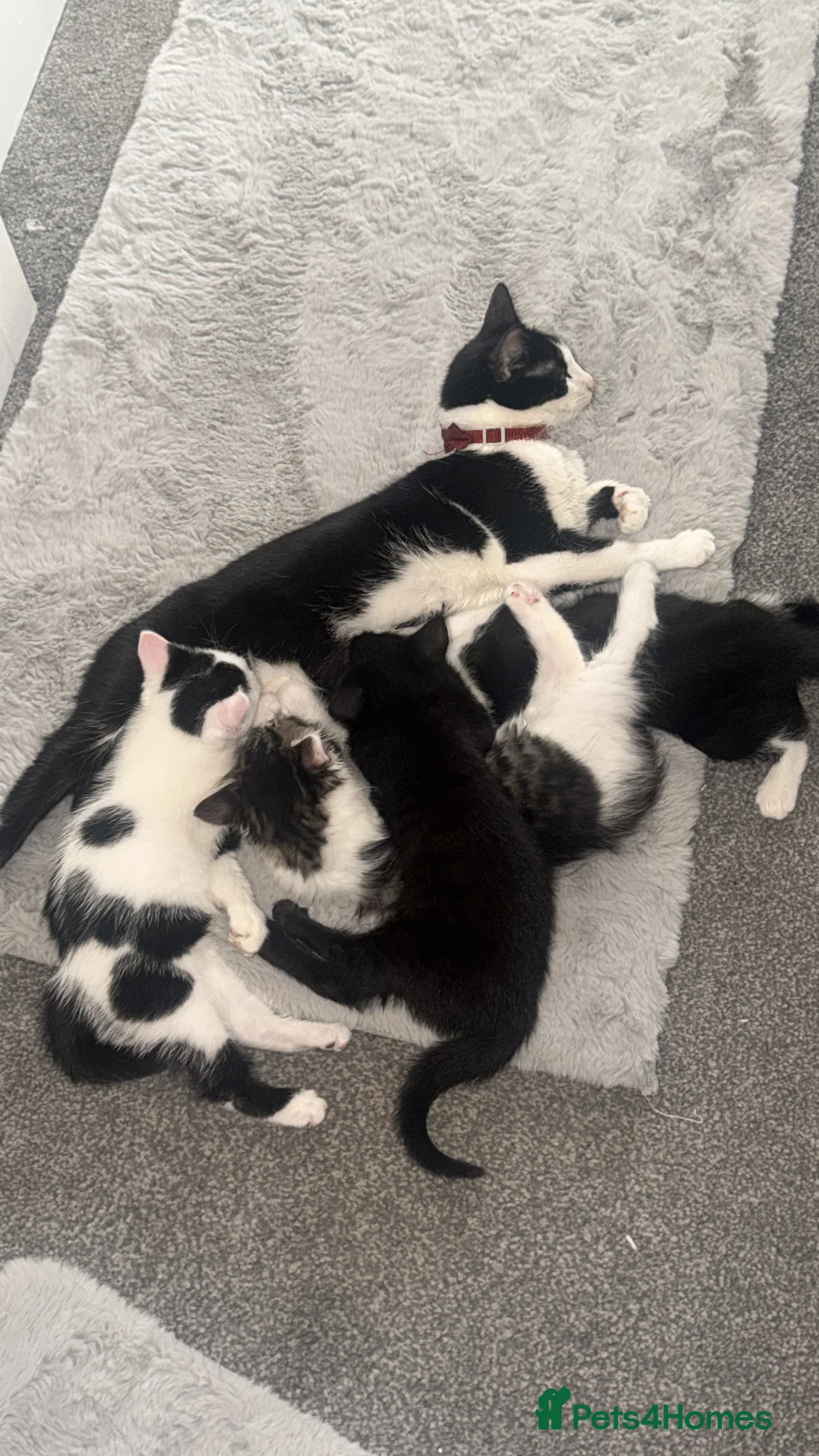 Mixed Breed cats for sale: Kitten for sale  in Stafford - Advert 2
