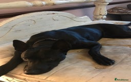 Mixed Breed dogs for sale: Doberman X Belgian Malinois  - Image 2