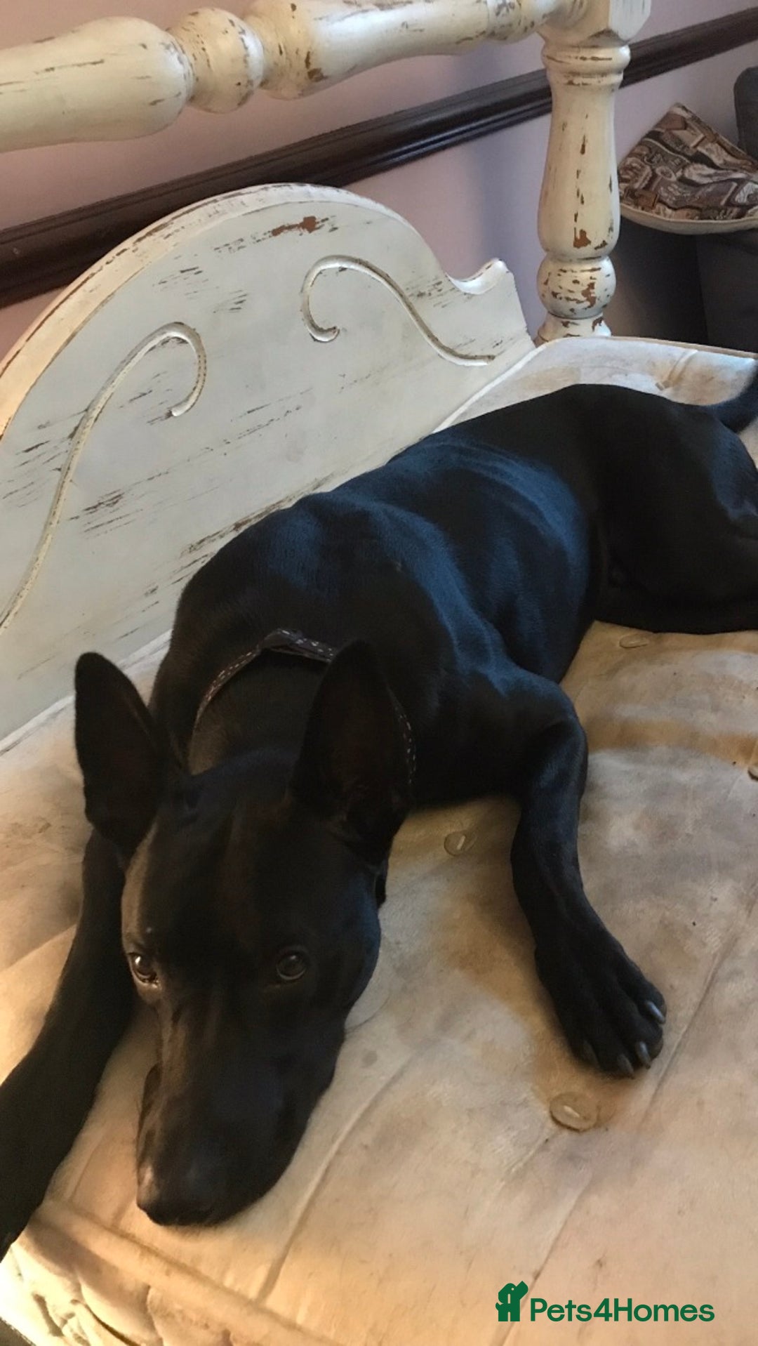 Mixed Breed dogs for sale: Doberman X Belgian Malinois  - Image 2