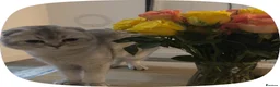 Scottish Fold cats for sale: Lovely Friendly Cat Looking for a Loving Home - Advert 7
