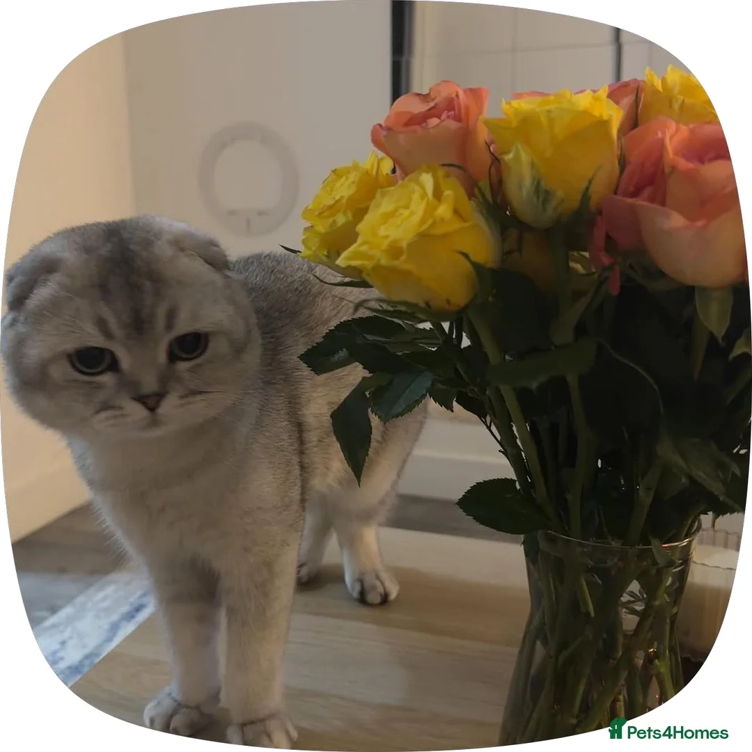 Scottish Fold cats for sale: Lovely Friendly Cat Looking for a Loving Home - Advert 7