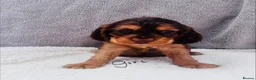 Cocker Spaniel dogs for sale: Cocker spaniel - Advert 13