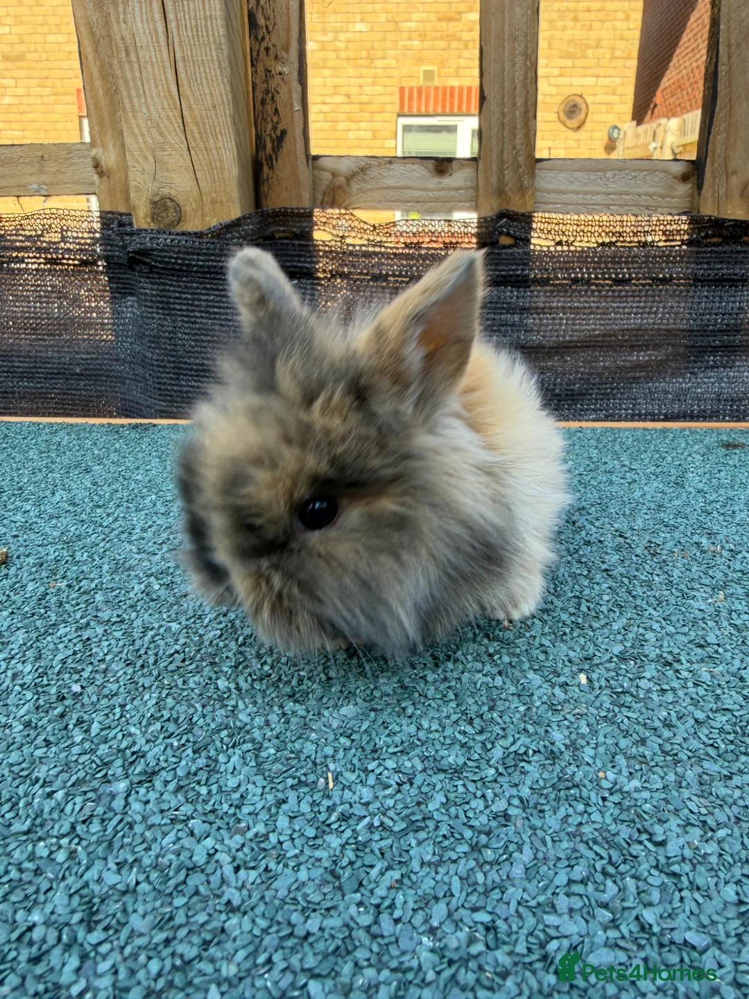 Mixed Breed rabbits for sale: 5 mixed lion head  - Advert 1
