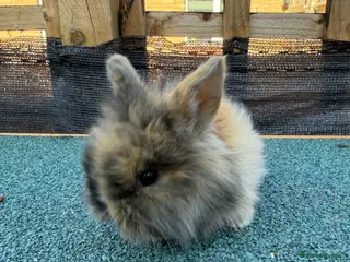 Mixed Breed rabbits 5 mixed lion head - Advert 8