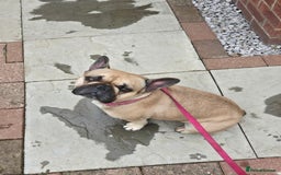 Mixed Breed dogs for sale: *UPDATE* 3x purebred dogs for rehoming - Image 10