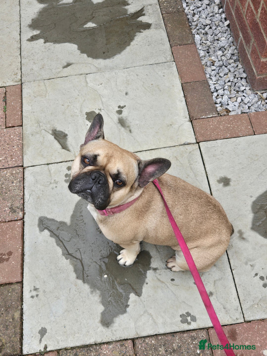 Mixed Breed dogs for sale: *UPDATE* 3x purebred dogs for rehoming - Image 10