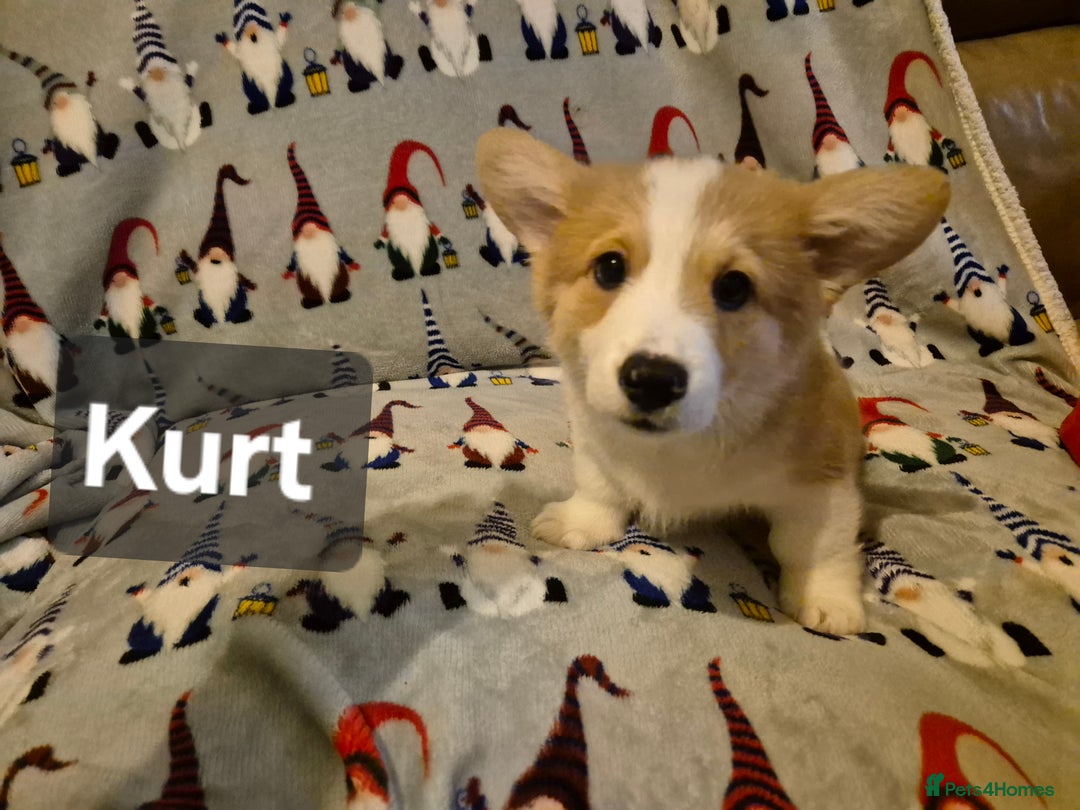 Welsh Corgi Pembroke dogs for sale: 8  Wales Pembroke Corgi puppy's - Advert 27