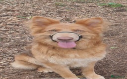 German Shepherd dogs for sale: Working KC GSD German shepherd puppies  - Image 40