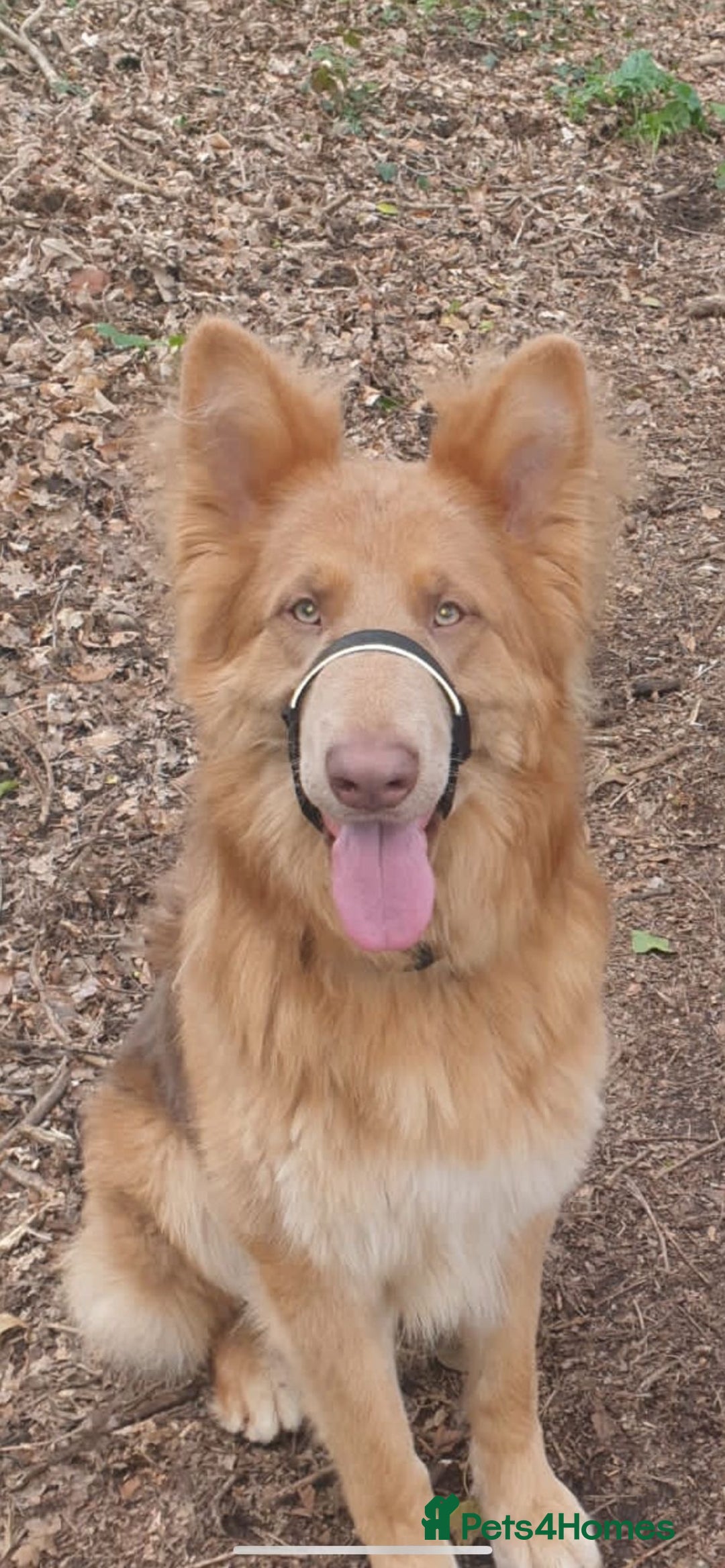 German Shepherd dogs for sale: Working KC GSD German shepherd puppies  - Image 40