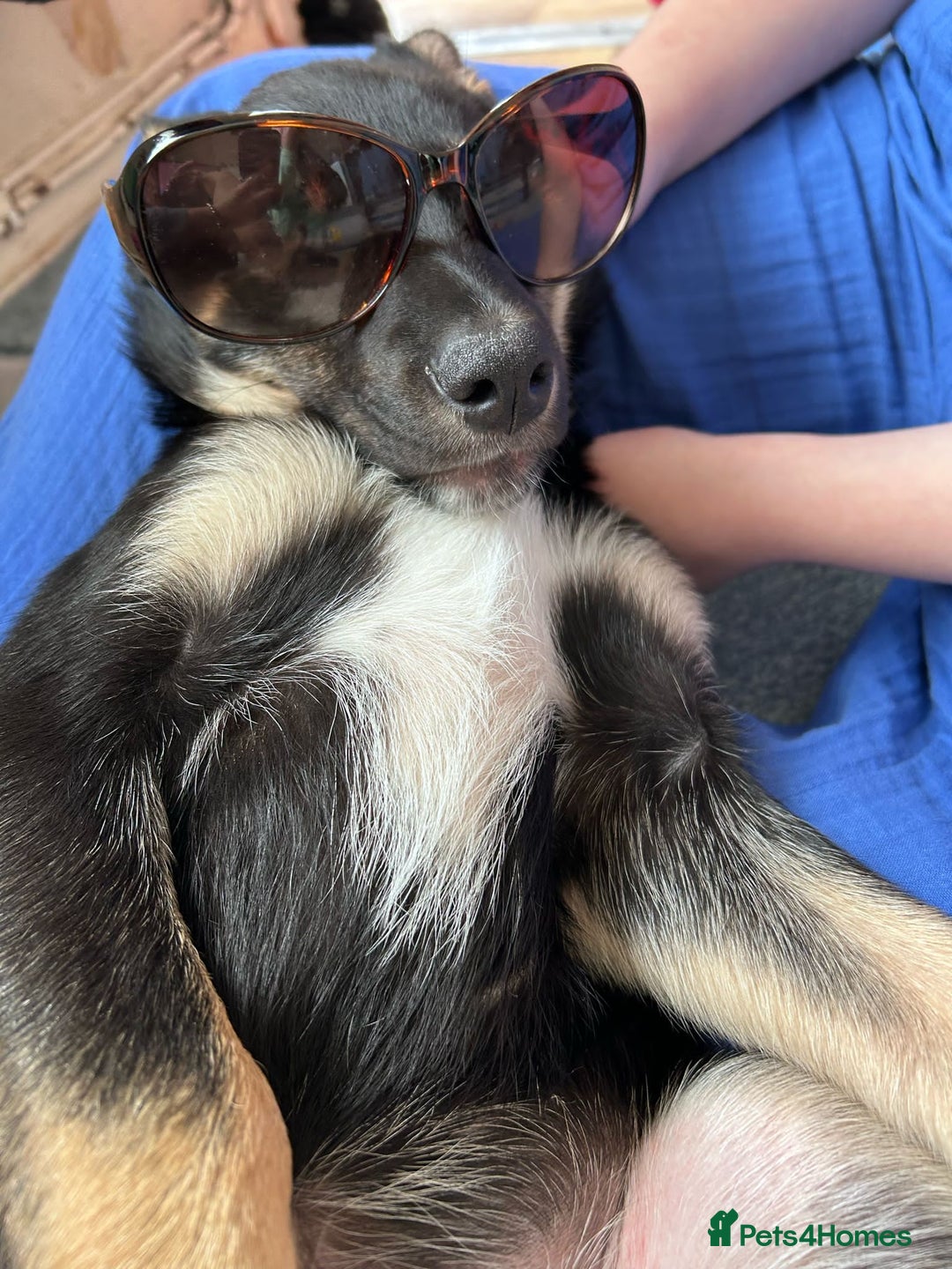 Mixed Breed dogs for sale: Mixed puppy  in Cardiff - Image 7
