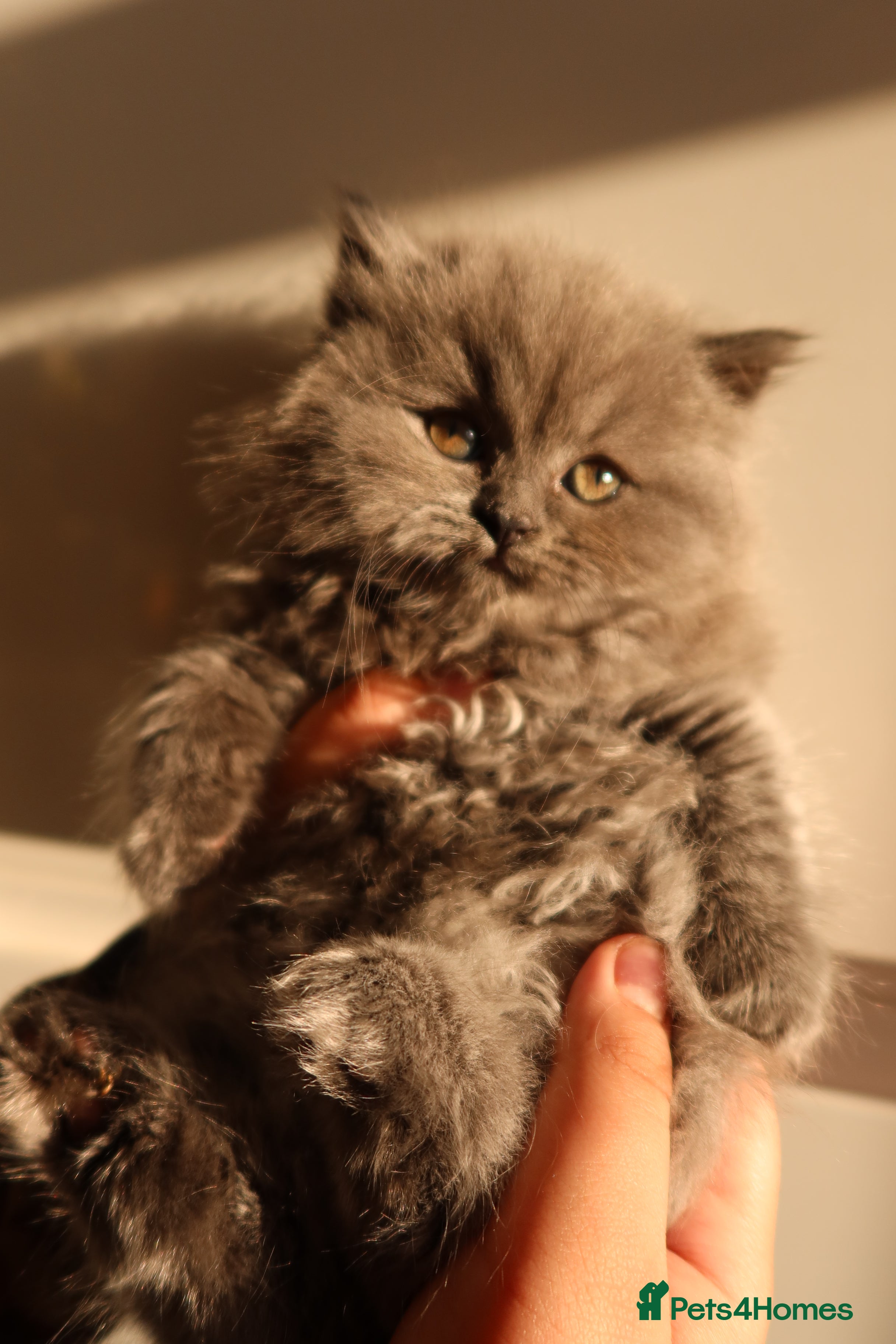 British Shorthair cats 3 adorable BSH 2 boys and a girl - Advert 4
