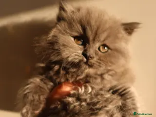 British Shorthair cats 3 adorable BSH 2 boys and a girl - Advert 4