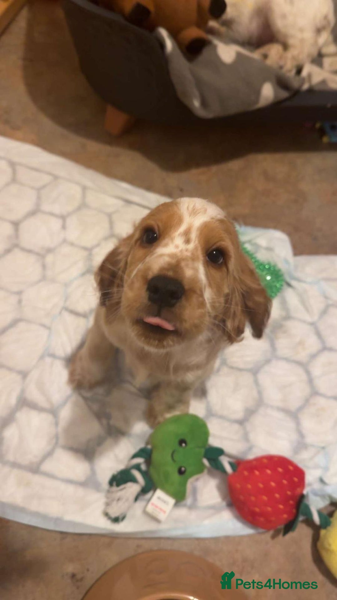 Cocker Spaniel dogs for sale: Show type cocker spaniel puppies - Image 10