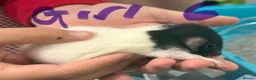 Rat rodents for sale: Dumbo rats in Manningtree - Advert 16