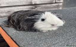 Guinea Pig rodents for sale: Female guinea pig for sale - Image 2