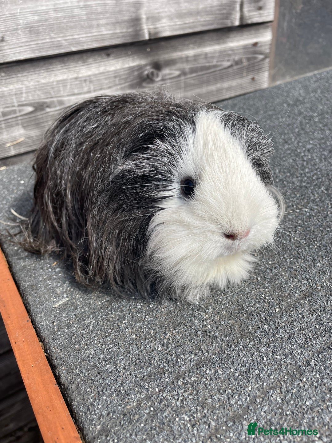 Guinea Pig rodents for sale: Female guinea pig for sale - Image 2