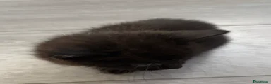 Kitten 3