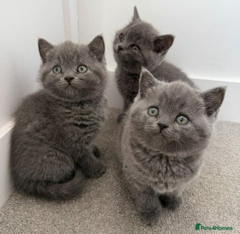 British Shorthair cats Pedigree British Shorthair Kittens - Advert 1