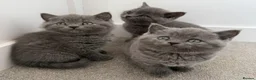 British Shorthair cats for sale: Pedigree British Shorthair Kittens in Lewes - Advert 1