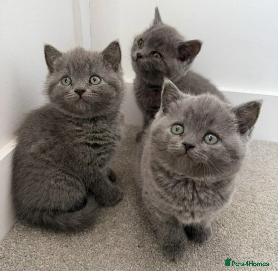 British Shorthair cats for sale: Pedigree British Shorthair Kittens in Lewes - Advert 1