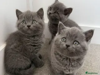 British Shorthair cats Pedigree British Shorthair Kittens - Advert 4