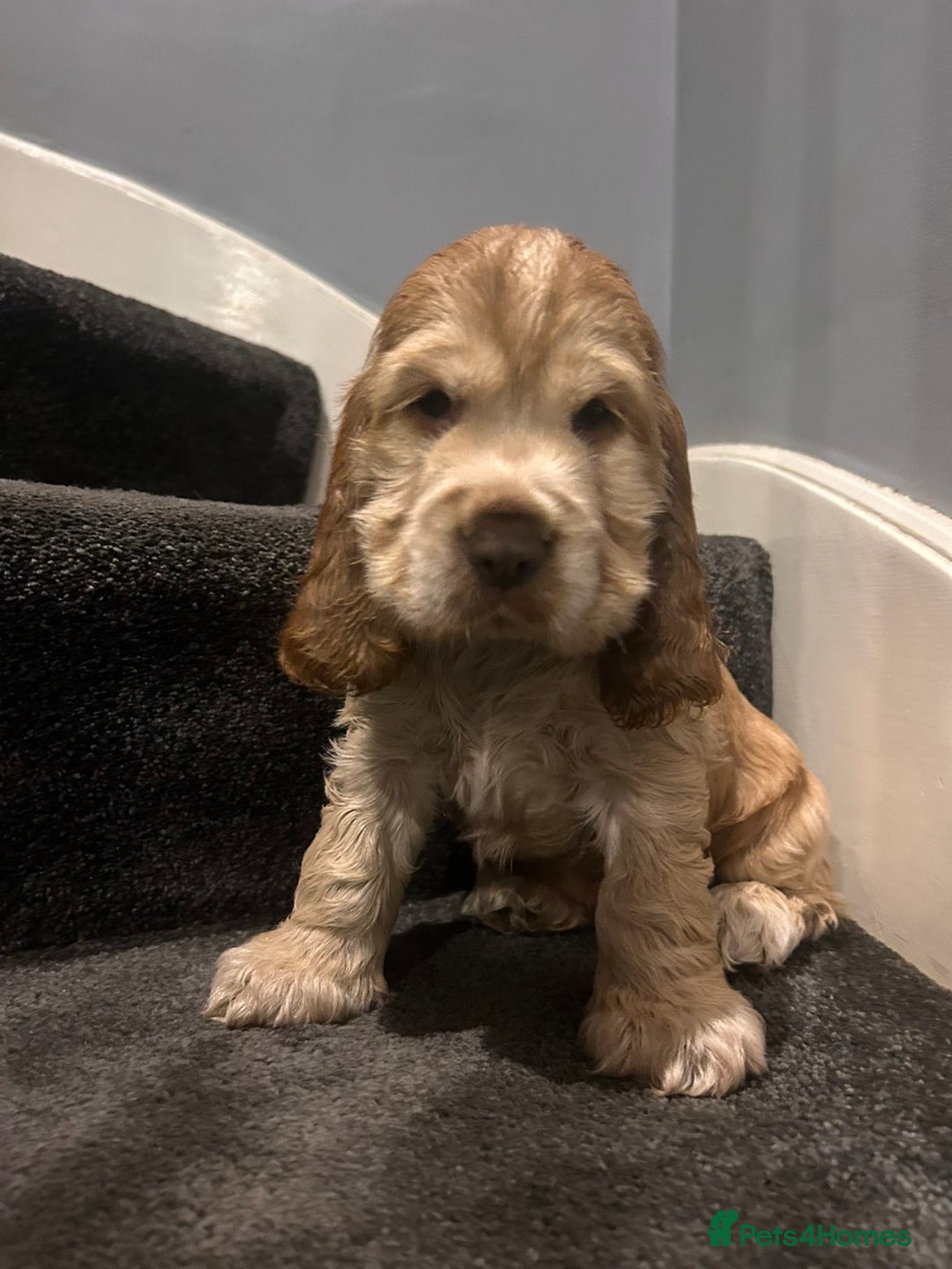 Cocker Spaniel dogs for sale: 💚2 boys available 💚show cocker spaniel puppies  - Advert 5