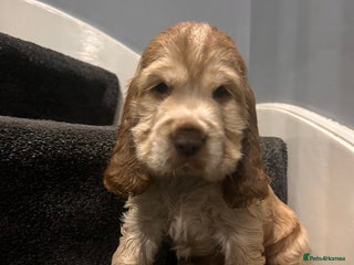 Cocker Spaniel dogs 💚2 boys available 💚show cocker spaniel puppies - Advert 3