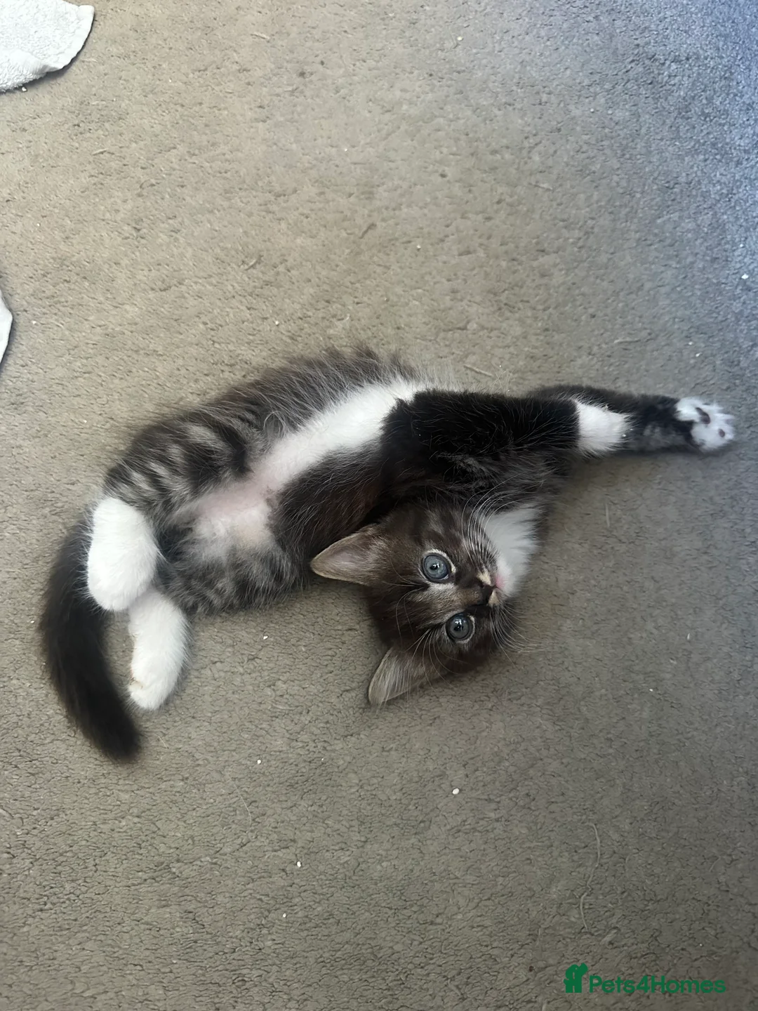 Mixed Breed cats for sale: 3 adorable male kittens for sale - Advert 2