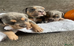 Dorset Olde Tyme Bulldogge dogs for sale: N.E.B.B.R fluffy carriers olde tyme bulldogs - Image 4