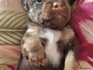 Jack Chi dogs JACK CHI PUPPIES - Advert 3