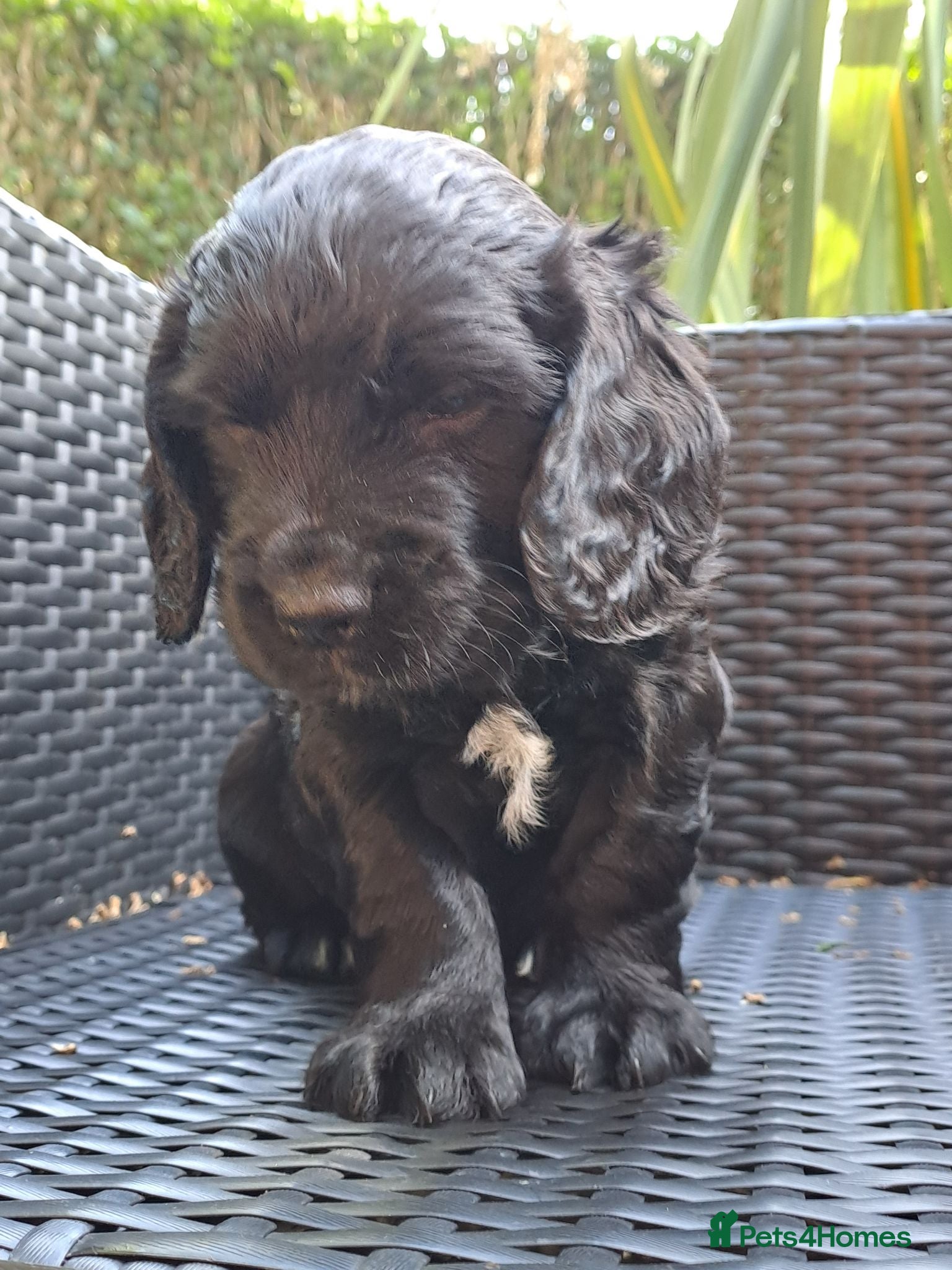 Cocker Spaniel dogs Working Cocker Spaniels  - Advert 1