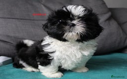 Shih Tzu dogs for sale: CUTE SHIH TZU GIRL PUPPY KC REG PEDIGREE READY NOW - Image 8