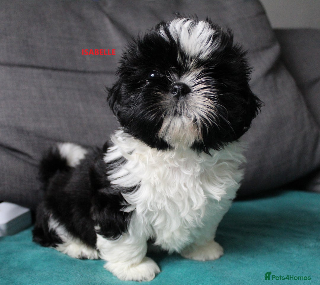 Shih Tzu dogs for sale: CUTE SHIH TZU GIRL PUPPY KC REG PEDIGREE READY NOW - Image 8