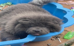 Chow Chow dogs for sale: 4 month old male Chow Chow  - Image 3