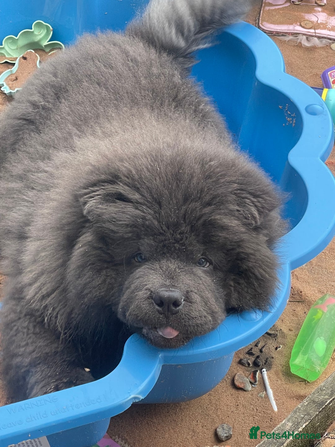 Chow Chow dogs for sale: 4 month old male Chow Chow  - Image 3