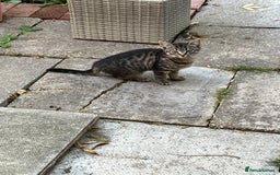 Domestic Shorthair cats for sale: Ekaterine  - Image 9