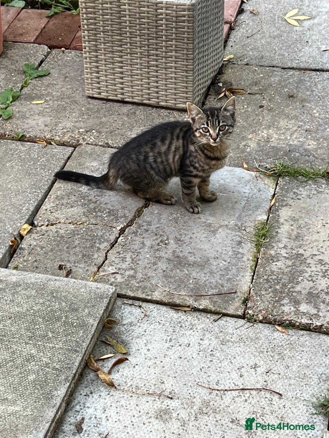 Domestic Shorthair cats for sale: Ekaterine  - Image 9