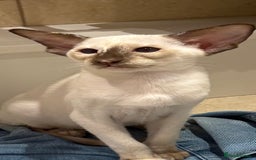 Siamese cats for sale: Siamese kitten - Image 4