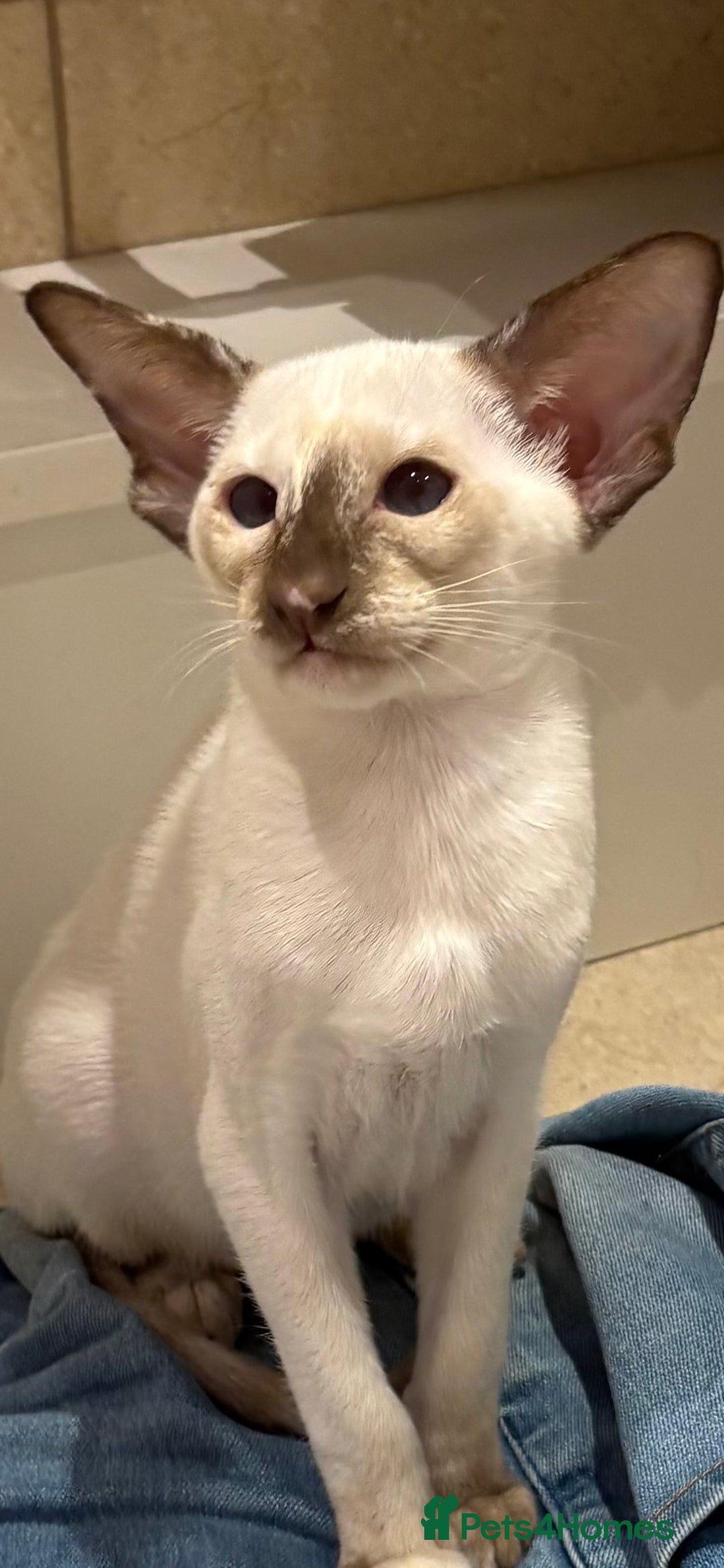 Siamese cats for sale: Siamese kitten - Image 4