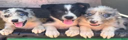 Border Collie dogs for sale: 7 beautiful border collie pups  in Newtown - Advert 15