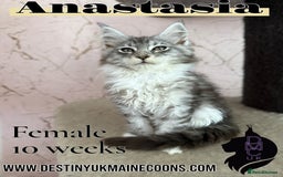 Maine Coon cats for sale: 2 females left to reserve in Arthog - Image 7