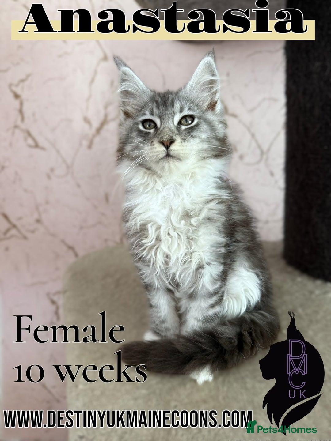 Maine Coon cats for sale: 2 females left to reserve in Arthog - Image 7