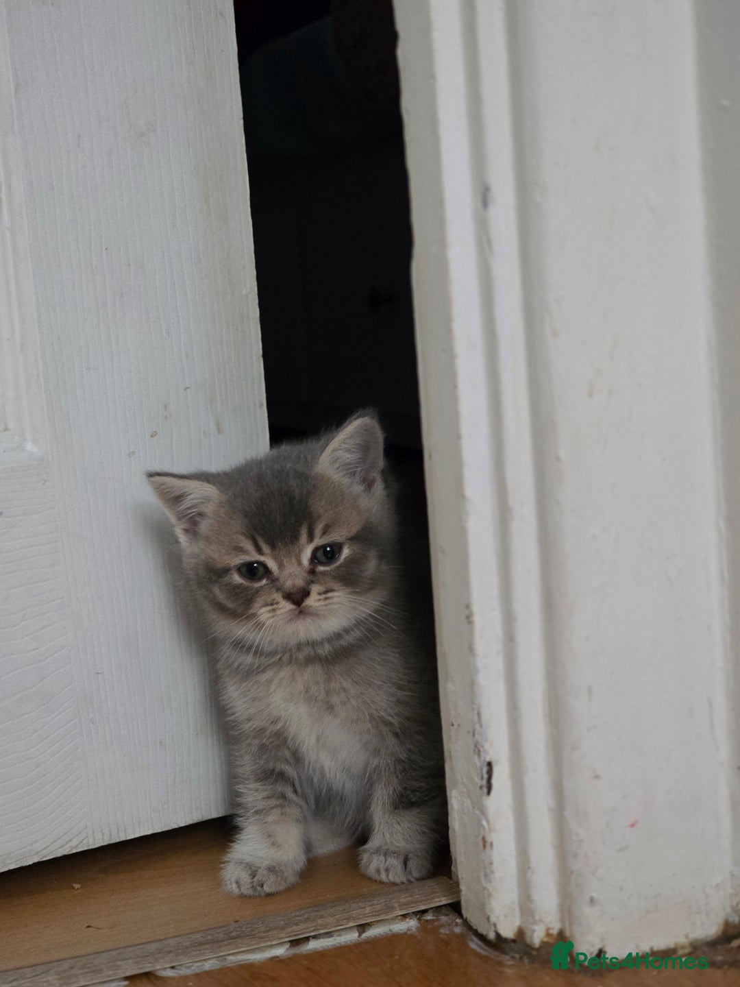 British Shorthair cats for sale: British shorthair  - Advert 5